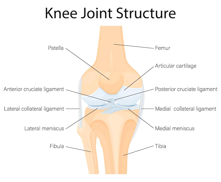Knee joint structure